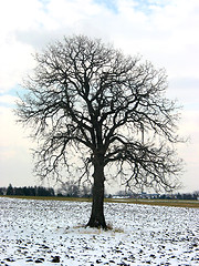 Image showing Tree in a winter field