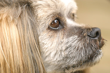 Image showing pooch
