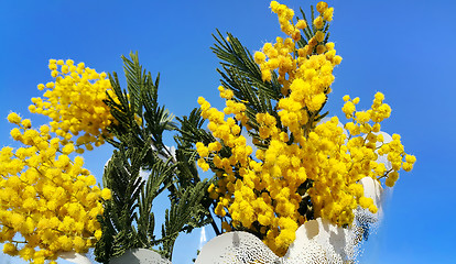 Image showing Branches of mimosa flower on bright blue background