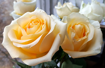 Image showing Beautiful tea roses at a window