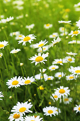 Image showing Beautiful wild daisies