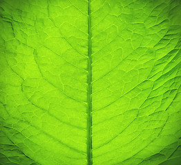 Image showing Green fresh leaf texture