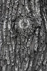 Image showing Texture of tree trunk