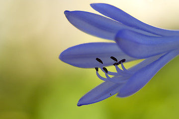 Image showing blue flower