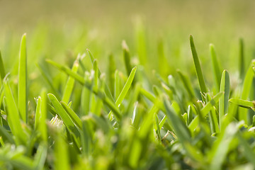 Image showing grass perspective (soft focus)