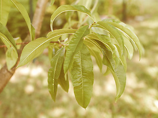 Image showing Retro looking Peach tree leaf