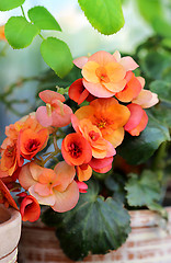 Image showing Blossoming begonia