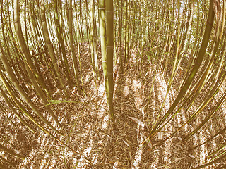 Image showing Retro looking Bamboo tree