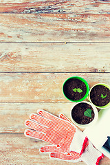 Image showing close up of seedlings and garden gloves