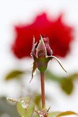 Image showing Red rose in perspective