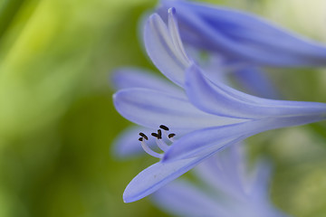 Image showing Blue on Green