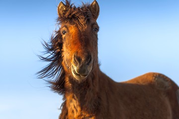 Image showing Brown horse closeup