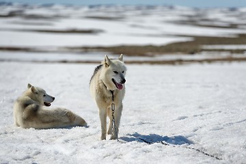 Image showing Siberian Husky in snow