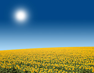 Image showing Sunflower Field