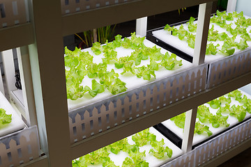 Image showing Hydroponics rack for lettuce