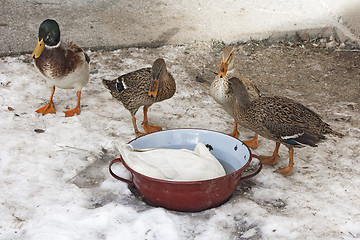 Image showing Domestic ducks in a snow