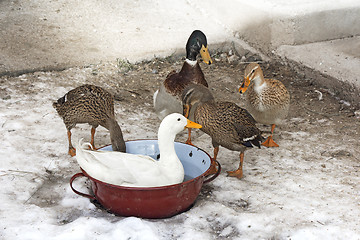 Image showing Domestic ducks in a snow