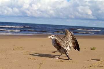 Image showing seagull dies in a trap from the thrown line