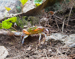 Image showing Crabs in the mountains of the Mediterranean