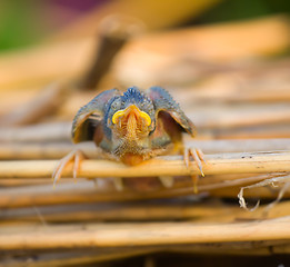 Image showing Little naked chick of singing birds fell out of nest. Ugly duckling