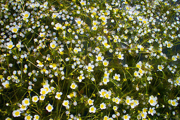 Image showing beautiful carpet of snow-white water flowers cover waterbody