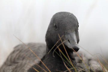 Image showing Closeup portrait of brent goose (Branta bernicla). Young bird