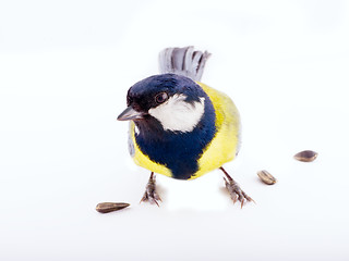 Image showing bright spring bird one animal  great tit