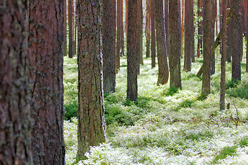 Image showing Ancient pine forest brightly lit by sun - life in the woods by Henry Thoreau