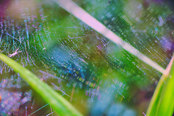 Image showing bright beautiful macro with spider web