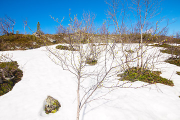 Image showing spring thawing of snow  polar circle