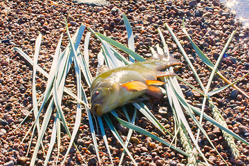 Image showing Good catch. Tench is a very tasty fish