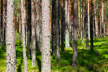 Image showing Pine forest - place for healthy walks