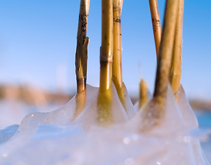 Image showing Icy reed