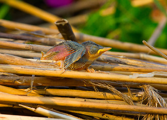 Image showing Little naked chick of singing birds fell out of nest. Ugly duckling