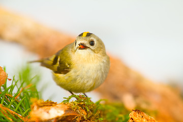 Image showing goldcrest on a white background on a branch