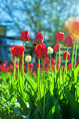 Image showing Field of red colored tulips 