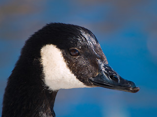 Image showing Canada goose close-up