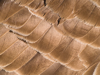 Image showing Feather Background