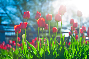 Image showing Field of red colored tulips 