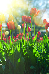 Image showing Field of red colored tulips 