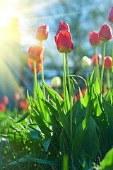 Image showing Field of red colored tulips 