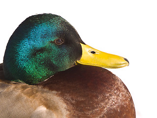 Image showing Mallard Duck