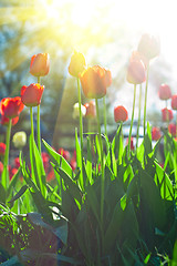 Image showing Field of red colored tulips 