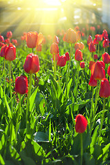 Image showing Field of red colored tulips 