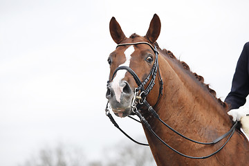 Image showing Horse With curb bit