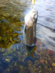 Image showing grayling fishing Northern fish