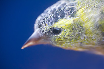 Image showing Close-up portrait of Siskin (Spinus spinus). Young male