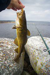 Image showing fishing cod fish on white sea