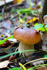 Image showing pine bolete mushroom in autumn forest eco clean