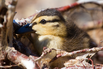 Image showing Savage: little duck hid among roots of trees